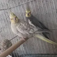 عروس هلندی|پرنده|دره شهر, |دیوار