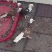 قیمت یک و پنصد|پرنده|زابل, |دیوار