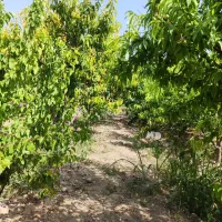 فروش باغچه ۳۰۰متری/باغچه قدیمی /