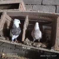 طوقی کبوتر|پرنده|شوشتر, |دیوار