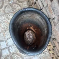 گلدان سفالی بسیار بزرگ|گل و گیاه طبیعی|تربتحیدریه, سرمحله|دیوار