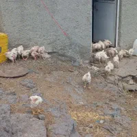 با سلام جوجه گشتی فروشی