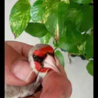 سهره کرمانی|پرنده|مشهد, طبرسی شمالی|دیوار