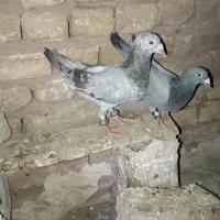 کفتر پرشی بوم یا جفتگاه تعدادی کفتر به فروش میرسد