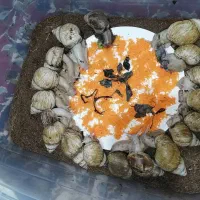 خزنده|خزنده|ارومیه, |دیوار