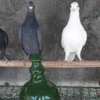 کبوتر پلاکی|پرنده|محمدشهر, محمدشهر|دیوار