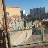 تولیدنرده شاخ گوزنی وحفاظ