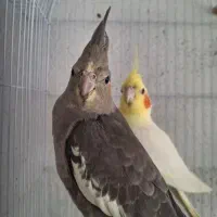 طوطی