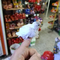 مرغ عشق جوان|پرنده|رودسر, |دیوار