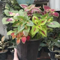 فروش گل و گیاه با بهترین کیفیت و قیمت مناسب