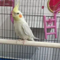 یک عدد عروس هلندی دستی.لوتینو