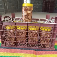ترشی سیر درجه یک دست ساز
