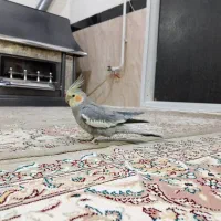 پرنده|پرنده|مریوان, |دیوار