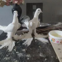 جفت کبوتر اغ پارپارلی