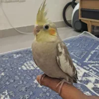 جوجه عروس هلندی