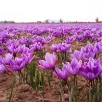 زعفران صحنه