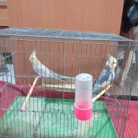 عروس هلندی|پرنده|ری, تقی آباد|دیوار