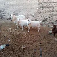 سه عدد.بز سالن