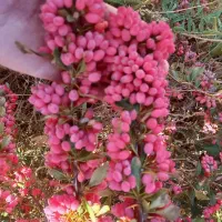 زرشک تازه|عمدهفروشی|قائن, |دیوار