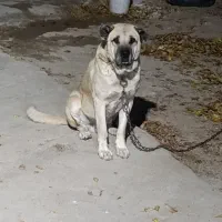 سگ سرابی|سگ|بوکان, |دیوار