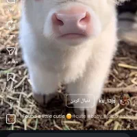 قوچ دورون درجه یک شاخی به شرط