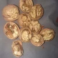 گردو ارگانیک|خوردنی و آشامیدنی|تهران, گلستان (شهرک راه آهن)|دیوار