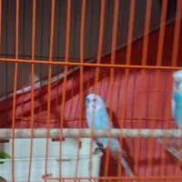 فروش مرق عشق