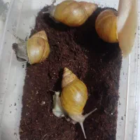 حلزون آلبینو