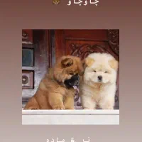 توله سگ های سایز تیکاپ|سگ|شیراز, معالی‌آباد|دیوار