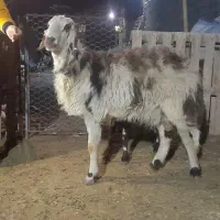 شیشک قوچ بروجردی