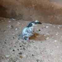 کبوتر|پرنده|تربت‌حیدریه, بالا ولایت|دیوار