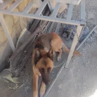 فروش توله سگ ژرمن شپرد