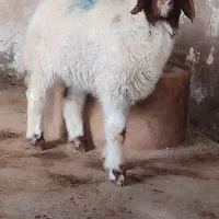 یه عددماده گوسفند