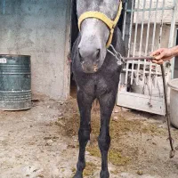اسب  نژاد دار|اسب و تجهیزات اسب‌سواری|کرج, کلاک پایین|دیوار