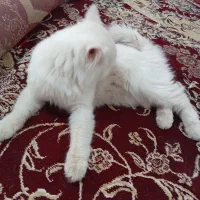 گربه پرشین|گربه|رفسنجان, |دیوار