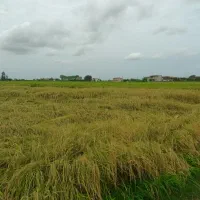 فروش-زمین-کشاورزی-سند-دار-نزدیک-به-بافت