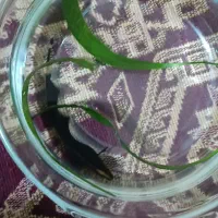 ماهی بلک گوست|ماهی|مشهد, عبادی|دیوار