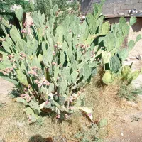 قلمه کاکتوس آپونتیای میوه دار|گل و گیاه طبیعی|گله دار, |دیوار