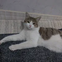 واگذاری سرپرستی گربه|گربه|قم, باجک یک|دیوار