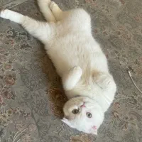 گربه بسیار زیبا و مهربون|گربه|یزد, |دیوار