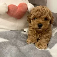 توله تاینی توی پودل تاینی دارک رد لایت و اپریکات|سگ|اصفهان, شاهد|دیوار