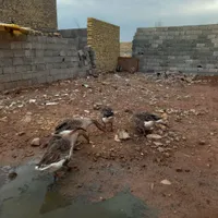 فروش ۴تا غاز