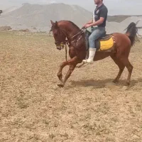 اسب کرد سواریدار بجنگ