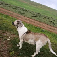ماده میکس چهار ساله