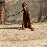 سگ دوبرمن تیپ اروپایی|سگ|شهریار, رامین|دیوار