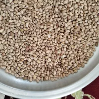 لوبیا چیتی درجه یک