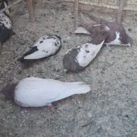 کفتر|پرنده|مشهد, نوفل لوشاتو|دیوار