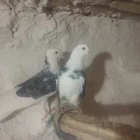 کبوترپرشی