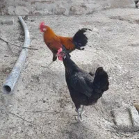 مرغ وخروس محلی اصل