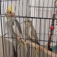 عروس هلندی مولد